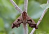 lišaj (Motýli), Mimas Christophi (Lepidoptera)
